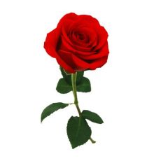 Rose 24-stem Bouquet
