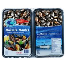 Farmed Blue Mussels
